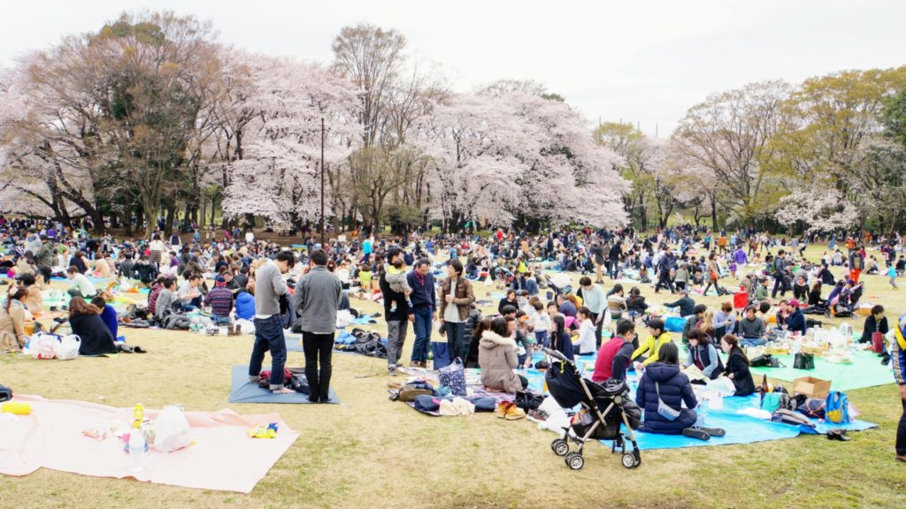 Parkerna fulla av människor under sakura-säsongen